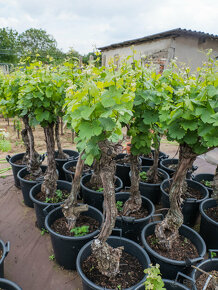 Starý vinič v kvetináči - 14