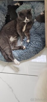 Ragdoll s britským bicolor mačiatka - 14