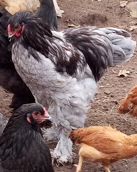 Mladé kohúty brahman - 14