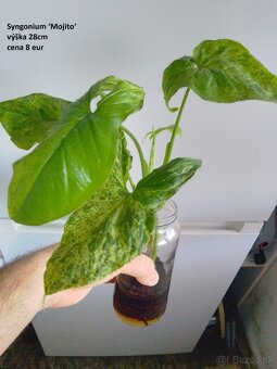 rastliny predaj - 14