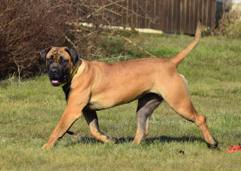 BOERBOEL BALLOTADA -2 FENY-10 MĚSÍCŮ-garance DKK,DLK,OCD - 14