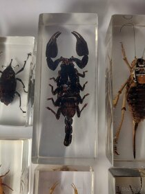 Exotický hmyz z celého sveta škorpión, chrobák, mucha, pavúk - 14