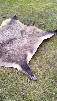 Predám vypracovanu kožu zlatého diviaka parožie zhody trofej - 14