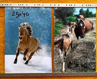 NHL kartičky, tapety koňov,... - 14