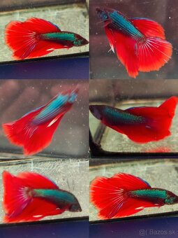 Betta Splendens - Bojovnica Pestrá. - 14