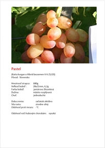Stolový vinič - sadenice - 14