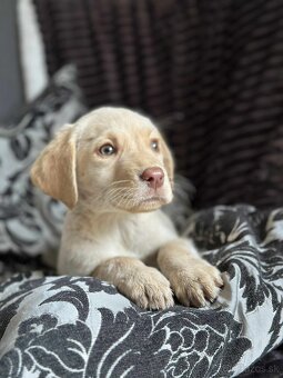 Šteniatka labrador a biely chlapec IHNEĎ - 14