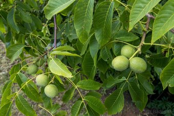 EXKLUZÍVNE : NA PREDAJ SLNEČNÁ ZÁHRADA NA SUCHOM VRCHU - 14