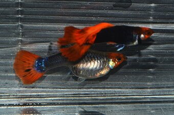 Spoločenské rybky dovoz 9.11 RK-BB - 14