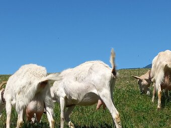 Dojné kozy a kozľatá na predaj - 14