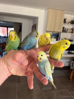 Andulka  mlada Maznačik - 14