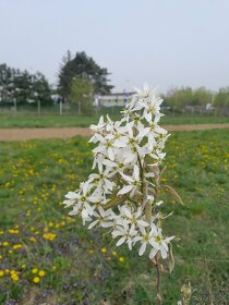 Muchovník  s krásnymi bielymi kvetmi - 14