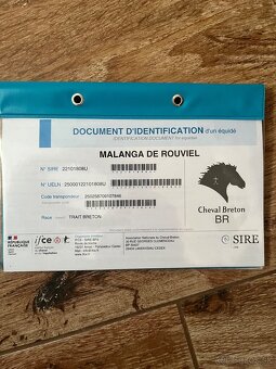 BRETÓNSKA KOBYLA - 14