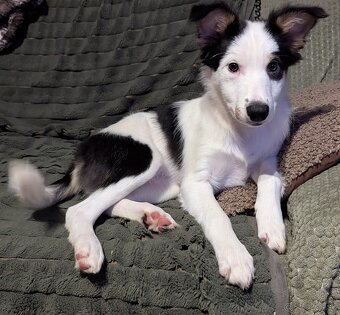 Border kolia tricolor - 14