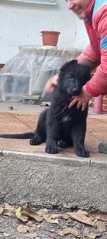 Nemecký ovčiak šteniatka - 14