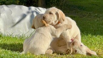 Taliansky spinone - 14
