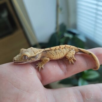 Pagekon riasnatý/Correlophus ciliatus - 14