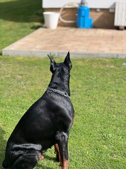 Šteňatá Doberman - 14