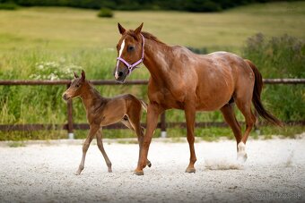 American Quarter Horse hřebec ve zbarvení silver champagne - 14