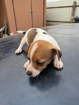 Jack Russel Terrier čistokrvné šteniatka - 14