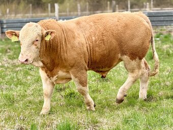 Plemenné býky - 14