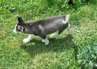 Šteniatka Sibirsky Husky - 14