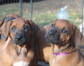 Rodézsky Ridgeback - 14