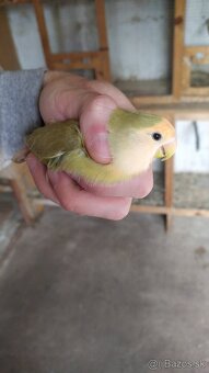 Agapornis Ruzovohrdly - mladé 2025 - 14