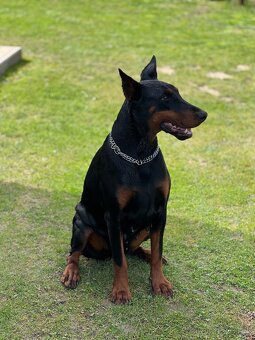 Doberman šteniatka - 14