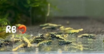 PREMIUM AKVA KREVETKY🦐Caridina a Neocaridina- Odber Zilina - 14