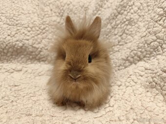 Teddy Hegyeshalom - 14