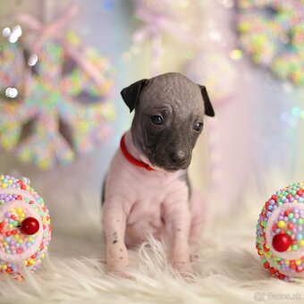 Americký bezsrstý teriér s PP FCI - 14