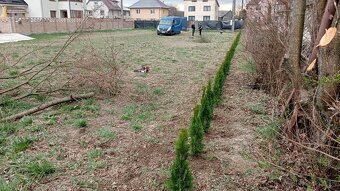 Tuja Smaragd, vavrínovec, červienka - Kežmarok - 14