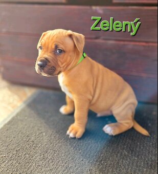 Americký stafordširský teriér - 14