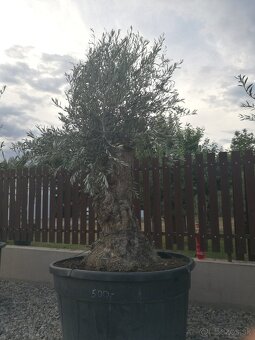 Olivovnik bonsai - 14