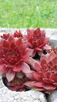 KYBLE,VEDRA,Bandasky - 14