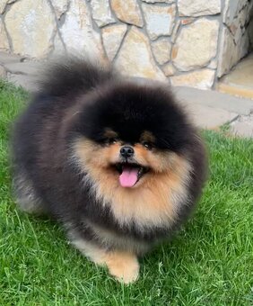 Pomeranian s pp FCI - 14