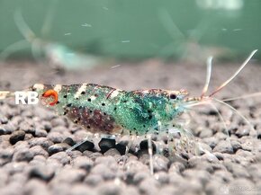 Krevetky Neocaridina, Caridina, Raciky, Raky a Akva Machy - 14