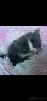 Ragdoll s britským bicolor mačiatka - 14