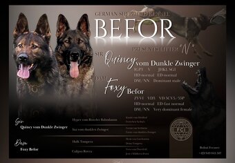 Nemecký ovčiak s PP - 14