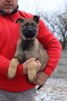 Nemecký ovčiak šteniatka s PP WORK line - 14