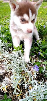 Sibirsky husky hasky - 14