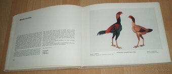 Atlas plemien hydiny - 14