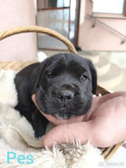Cane Corso bez PP - 14