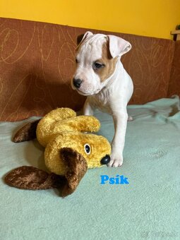 Americky Stafordšírský Terier šteniatka s PP - 14