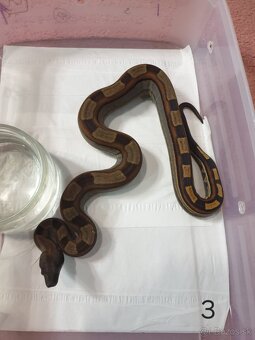 Veľhad královský - 14