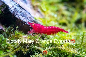 Premium Krevetky Neocaridna a Caridina - OSOBNY ODBER POPRAD - 14