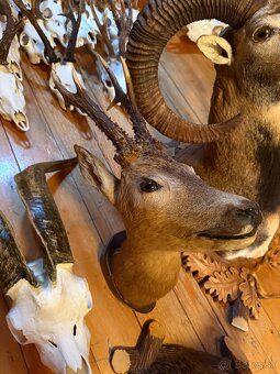 Poľovnícke trofeje - 14