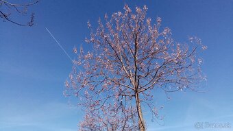 Cisársky strom Paulownia Shan tong,R-112,9502,,paotong z07 - 14