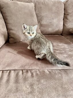 Škótska klapouchá mačka, scottish fold,straight s PP - 14